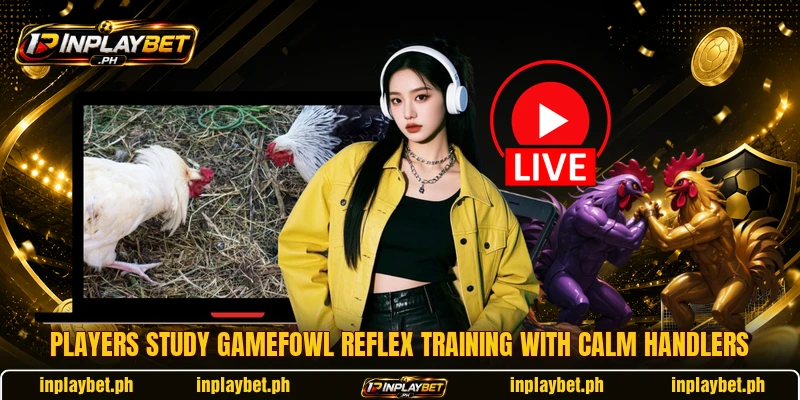 Players study Gamefowl reflex training with calm handlers Players study Gamefowl reflex training with calm handlers