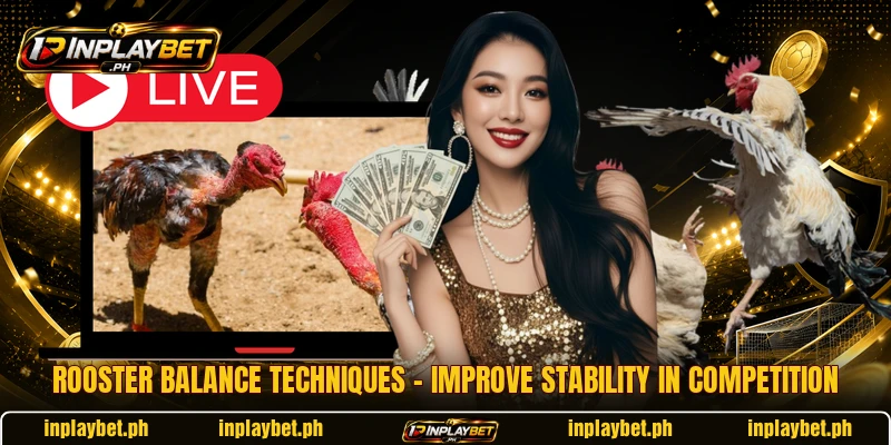 Rooster Balance Techniques – Improve Stability In Competition