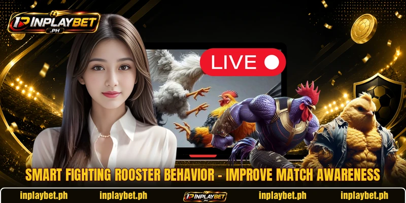 Smart Fighting Rooster Behavior – Improve Match Awareness